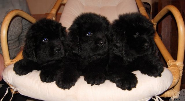 Фото: ньюфаундленд Smigar Greyt Saksyes (Смигар Грейт Саксэс), ньюфаундленд Smigar Go tu bi ze Fest (Смигар Го ту би зе Фест), ньюфаундленд Smigar Galaxsy Shall Win (Смигар Галакси Шелл Вин)