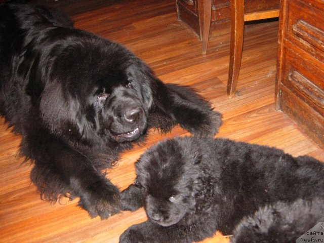 Фото: ньюфаундленд Skippers Only You for Smigar