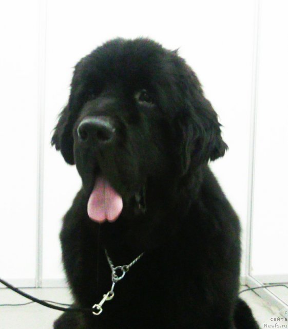 Фотография № 53323