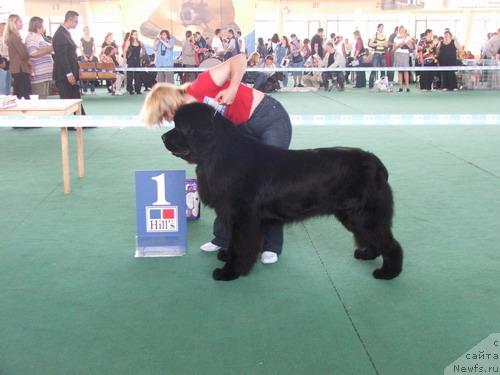 Фото: ньюфаундленд Skippers Highness King of Helluland