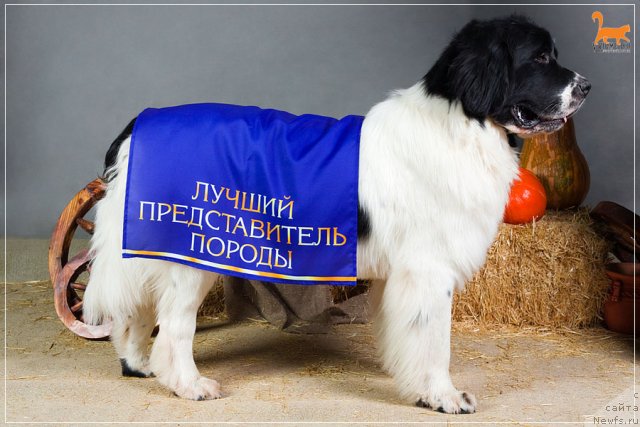 Фотография № 53347