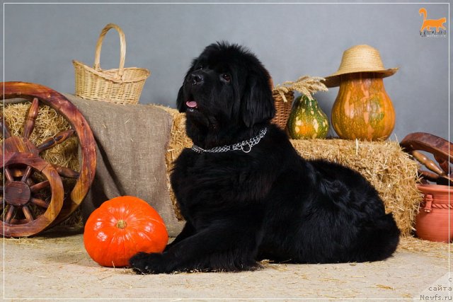 Фотография № 53348