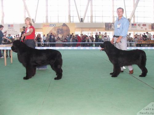 Фото: ньюфаундленд Skippers Highness King of Helluland, ньюфаундленд Plushevaya Panda Barhatnaya Roza (Плюшевая Панда Бархатная Роза)