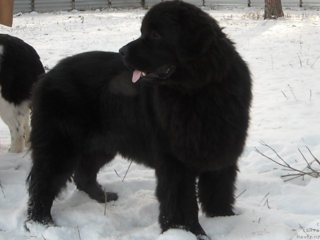 Фото: ньюфаундленд Ermak iz Carstva Medvedey (Ермак из Царства Медведей)