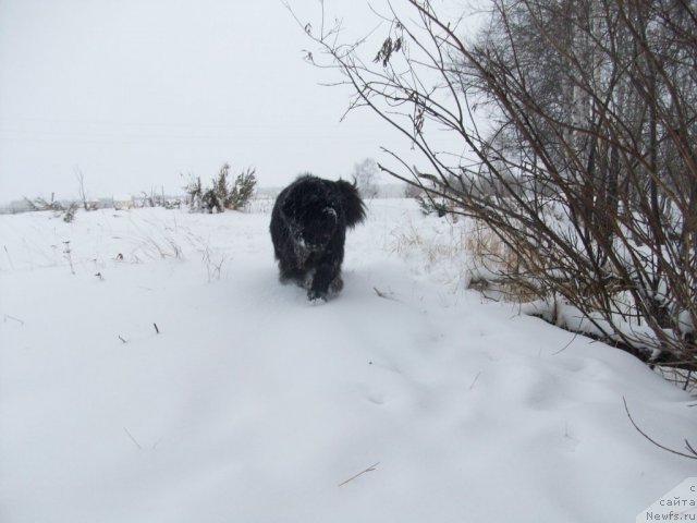 Фото: ньюфаундленд Yarada iz Sibirskoy Glubinki (Ярада из Сибирской Глубинки)