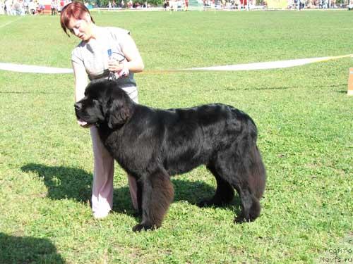 Фото: ньюфаундленд Bjornebandens Richardo Dot Com