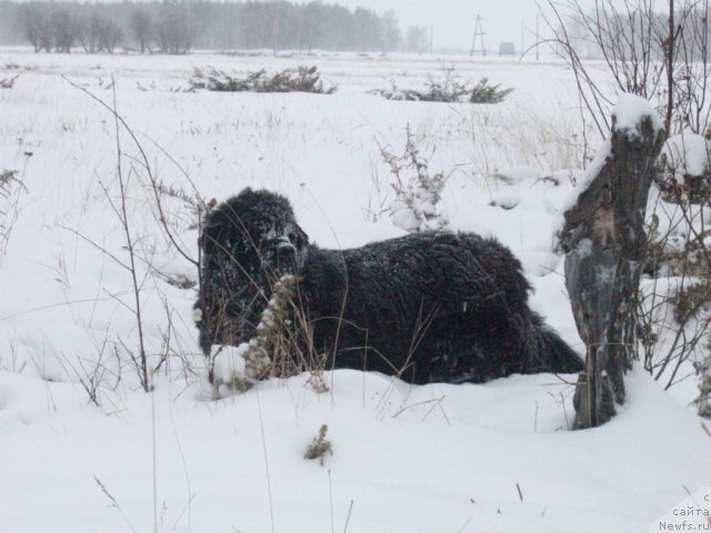 Фото: ньюфаундленд Yarada iz Sibirskoy Glubinki (Ярада из Сибирской Глубинки)