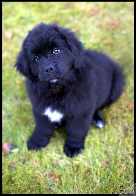 Фото: ньюфаундленд Restayling From SHipmyen (Рестайлинг Фром Шипмэн)