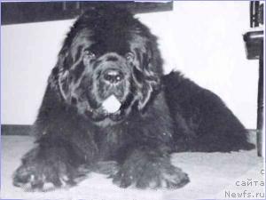 Фото: ньюфаундленд Souvenir of Pouch Cove