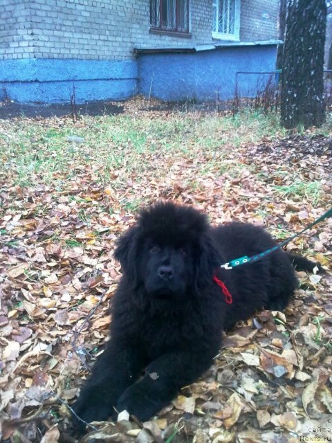 Фото: ньюфаундленд Ih Vyisochestvo Vladlena Madjiks (Их Высочество Владлена Маджикс)