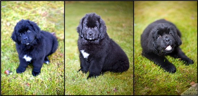 Фото: ньюфаундленд Restayling From SHipmyen (Рестайлинг Фром Шипмэн)