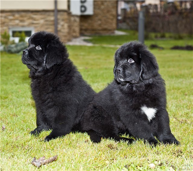 Фото: ньюфаундленд Restayling From SHipmyen (Рестайлинг Фром Шипмэн), ньюфаундленд Rezident Zemli Sibirskoy (Резидент Земли Сибирской)