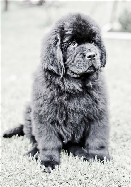 Фото: ньюфаундленд Rezident Zemli Sibirskoy (Резидент Земли Сибирской)