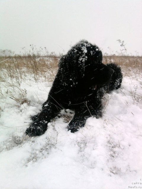 Фото: ньюфаундленд Mlechnyiy Put' iz Tihogo Omuta (Млечный Путь из Тихого Омута)