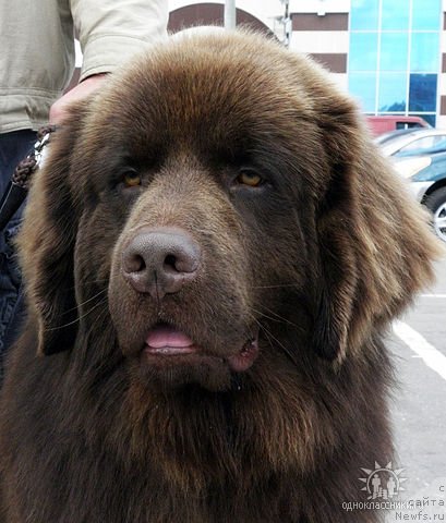 Фото: ньюфаундленд Pravitel' Taygi (Правитель Тайги), ньюфаундленд Pravitel' Taygi (Правитель Тайги)