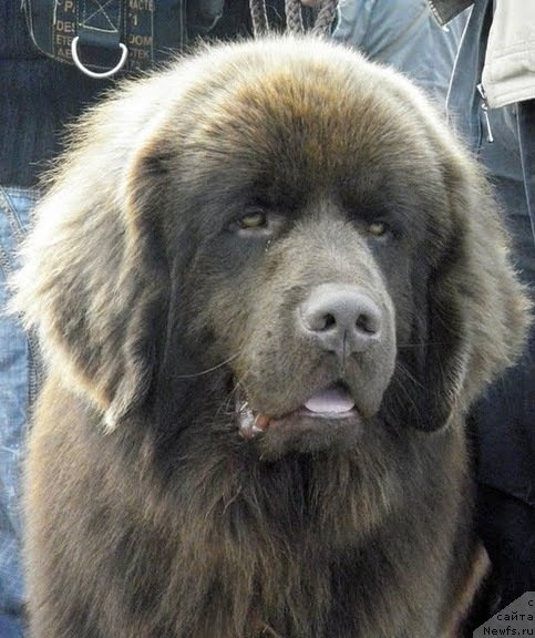 Фото: ньюфаундленд Pravitel' Taygi (Правитель Тайги)