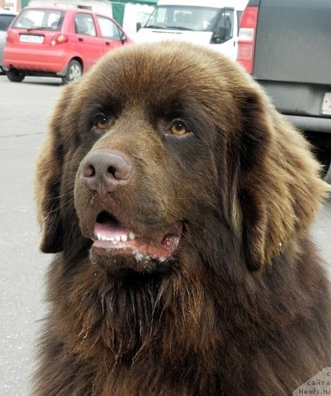 Фото: ньюфаундленд Pravitel' Taygi (Правитель Тайги)