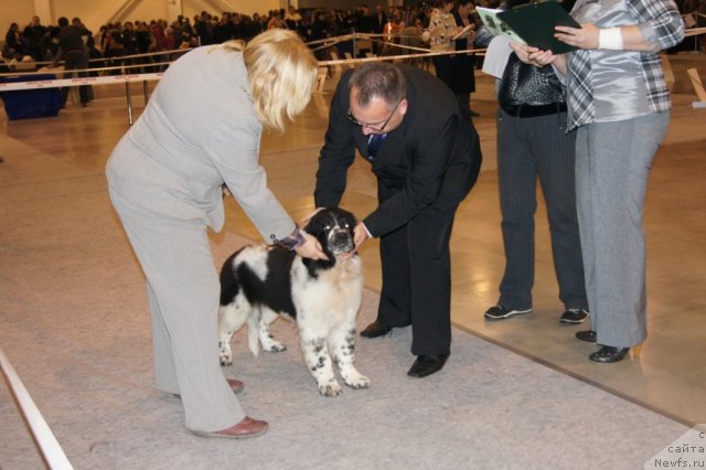 Фото: ньюфаундленд Sent Djons Faberge Collection (Сент Джонс Фаберже Коллекшен)