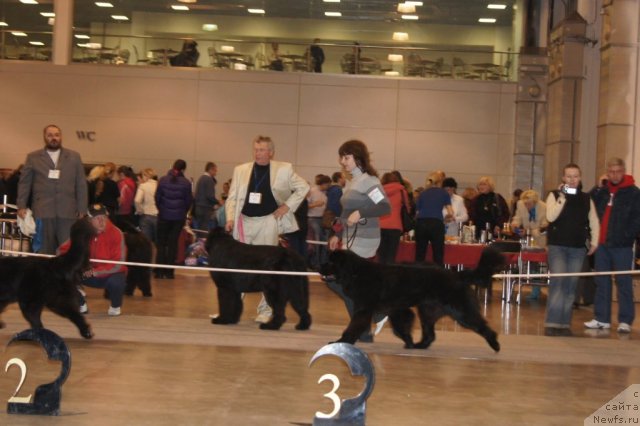 Фото: ньюфаундленд Sent Djons Ulrika (Сент Джонс Ульрика), Natal'ya Borisova (Наталья Борисова)