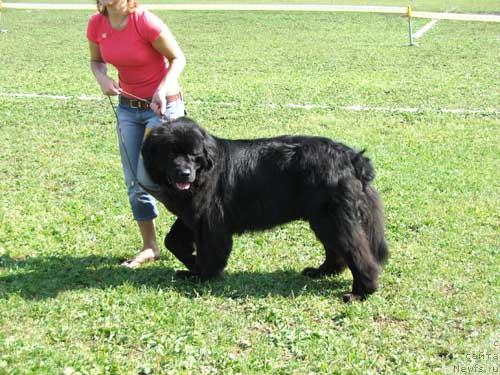 Фото: ньюфаундленд Oberon King Bear (Оберон Кинг Беар)