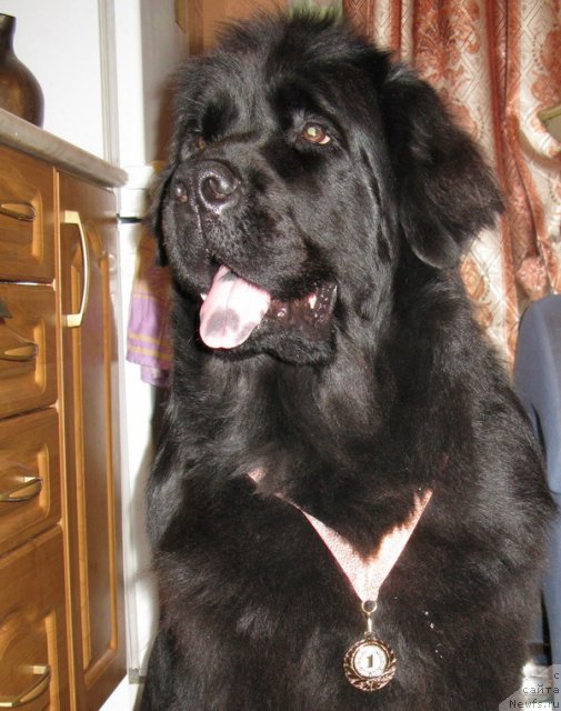 Фото: ньюфаундленд Azazel' Nejnyiy Cvetok (Азазель Нежный Цветок)