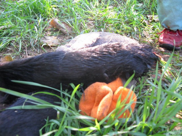 Фотография № 53475