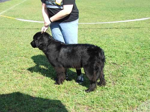 Фото: ньюфаундленд Ofeliya Flaffi Syeyv (Офелия Флаффи Сэйв)