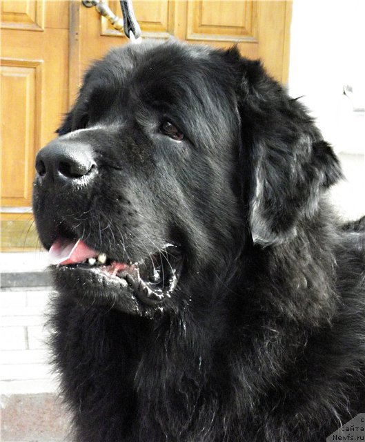 Фото: ньюфаундленд Velikiy Medved' Zagadka (Великий Медведь Загадка)