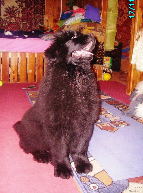 Фото: ньюфаундленд Ih Vyisochestvo Vladlena Madjiks (Их Высочество Владлена Маджикс)