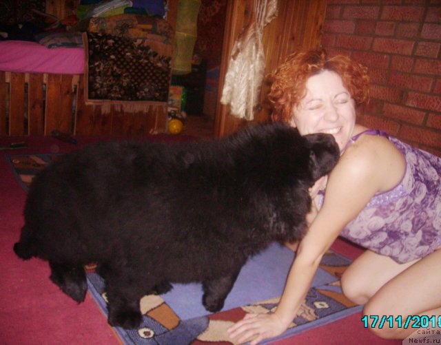 Фото: ньюфаундленд Ih Vyisochestvo Vladlena Madjiks (Их Высочество Владлена Маджикс), Irina Nistratova (Ирина Нистратова)