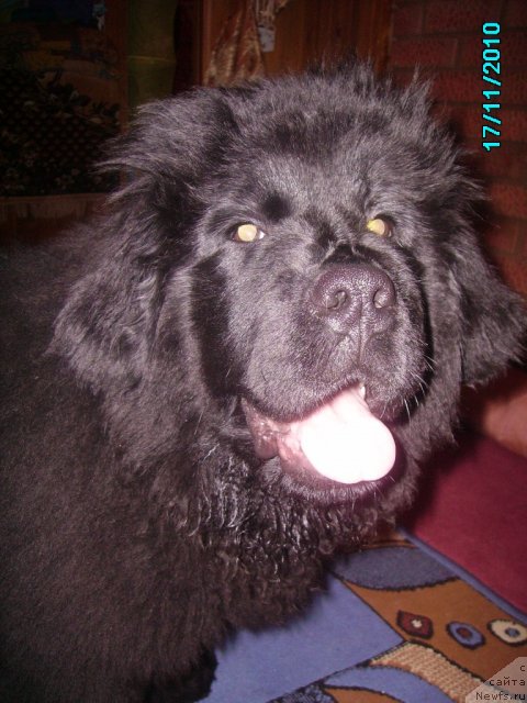 Фото: ньюфаундленд Ih Vyisochestvo Vladlena Madjiks (Их Высочество Владлена Маджикс)