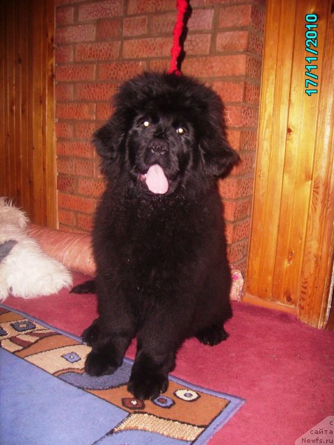 Фото: ньюфаундленд Ih Vyisochestvo Vladlena Madjiks (Их Высочество Владлена Маджикс)