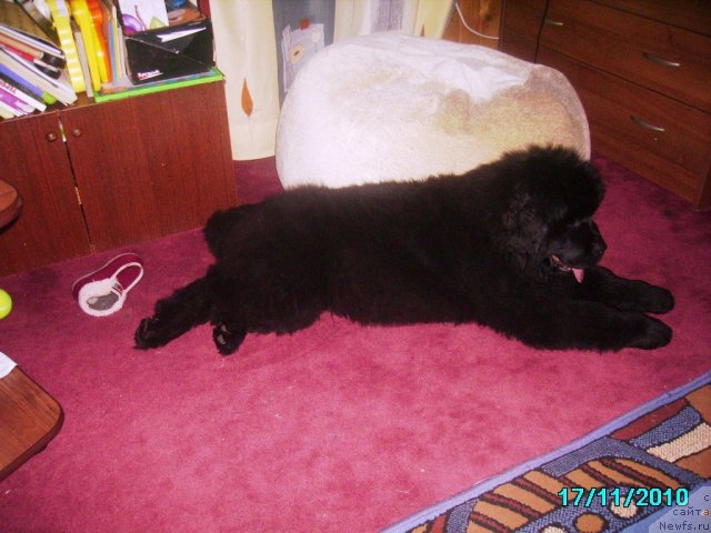 Фото: ньюфаундленд Ih Vyisochestvo Vladlena Madjiks (Их Высочество Владлена Маджикс)