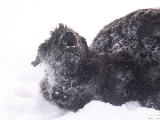 Фото: ньюфаундленд Yarada iz Sibirskoy Glubinki (Ярада из Сибирской Глубинки)