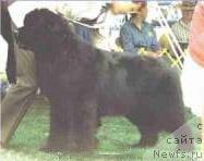 Фото: ньюфаундленд Highland Skye of Pouch Cove