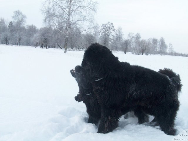 Фото: ньюфаундленд Karat iz Medvejyego Yara (Карат из Медвежьего Яра)