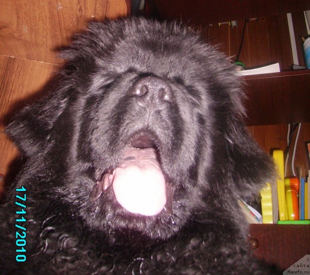 Фото: ньюфаундленд Ih Vyisochestvo Vladlena Madjiks (Их Высочество Владлена Маджикс)