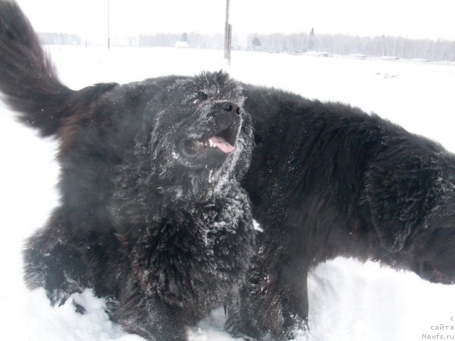 Фото: ньюфаундленд Yarada iz Sibirskoy Glubinki (Ярада из Сибирской Глубинки)