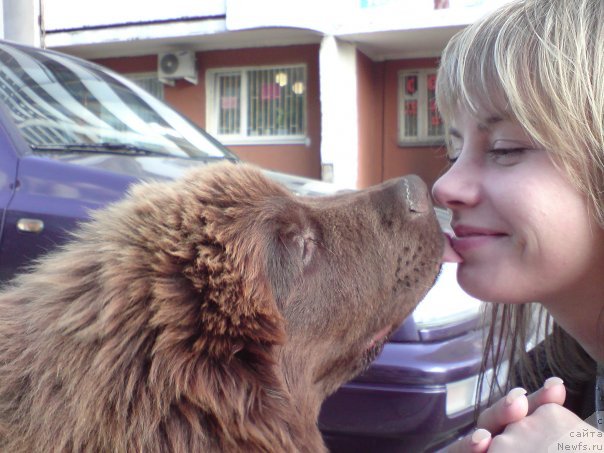 Фото: ньюфаундленд Pravitel' Taygi (Правитель Тайги)