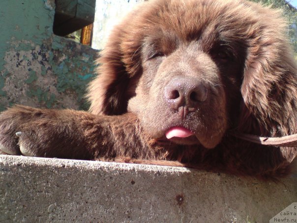 Фото: ньюфаундленд Pravitel' Taygi (Правитель Тайги)