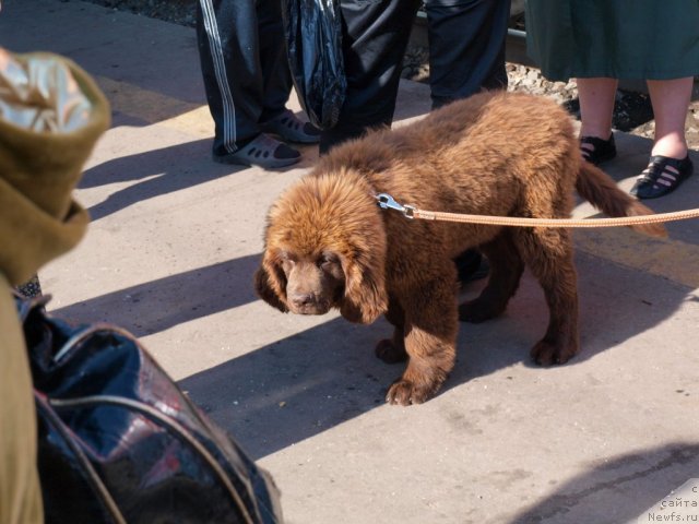 Фото: ньюфаундленд Pravitel' Taygi (Правитель Тайги)