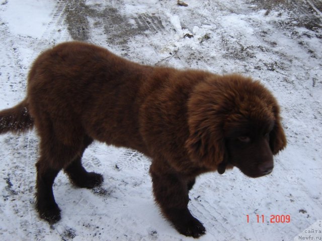 Фото: ньюфаундленд Pravitel' Taygi (Правитель Тайги)
