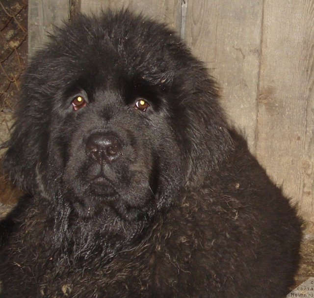 Фото: ньюфаундленд Ih Vyisochestvo Giacinta Briz (Их Высочество Гиацинта Бриз)