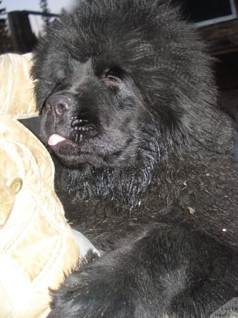 Фото: ньюфаундленд Ih Vyisochestvo Glamur Dodji (Их Высочество Гламур Доджи)