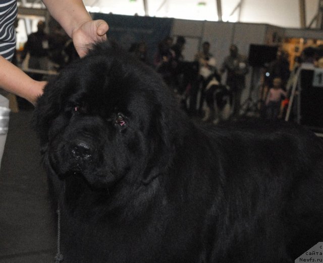 Фото: ньюфаундленд Black Imp Hot Head Hooligan