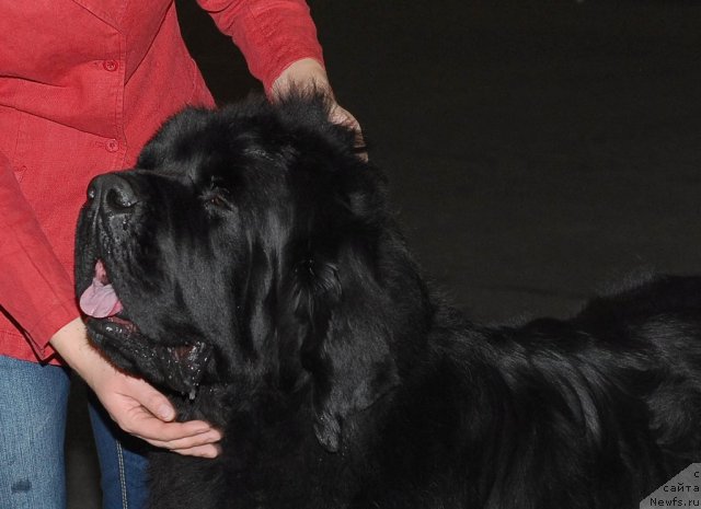 Фото: ньюфаундленд Bowaters Time Traveler