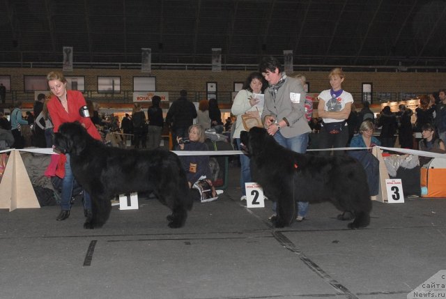 Фото: ньюфаундленд Bowaters Time Traveler, Goldbear's Beeffeater