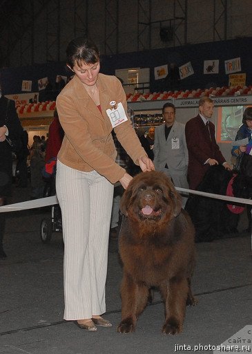 Фото: ньюфаундленд Eleron Brown (Элерон Браун)