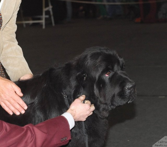 Фото: ньюфаундленд Elinois Ruciero