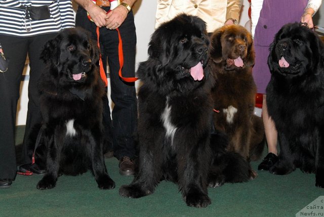 Фотография № 53595